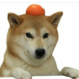 Meet your Posher, Juyoung